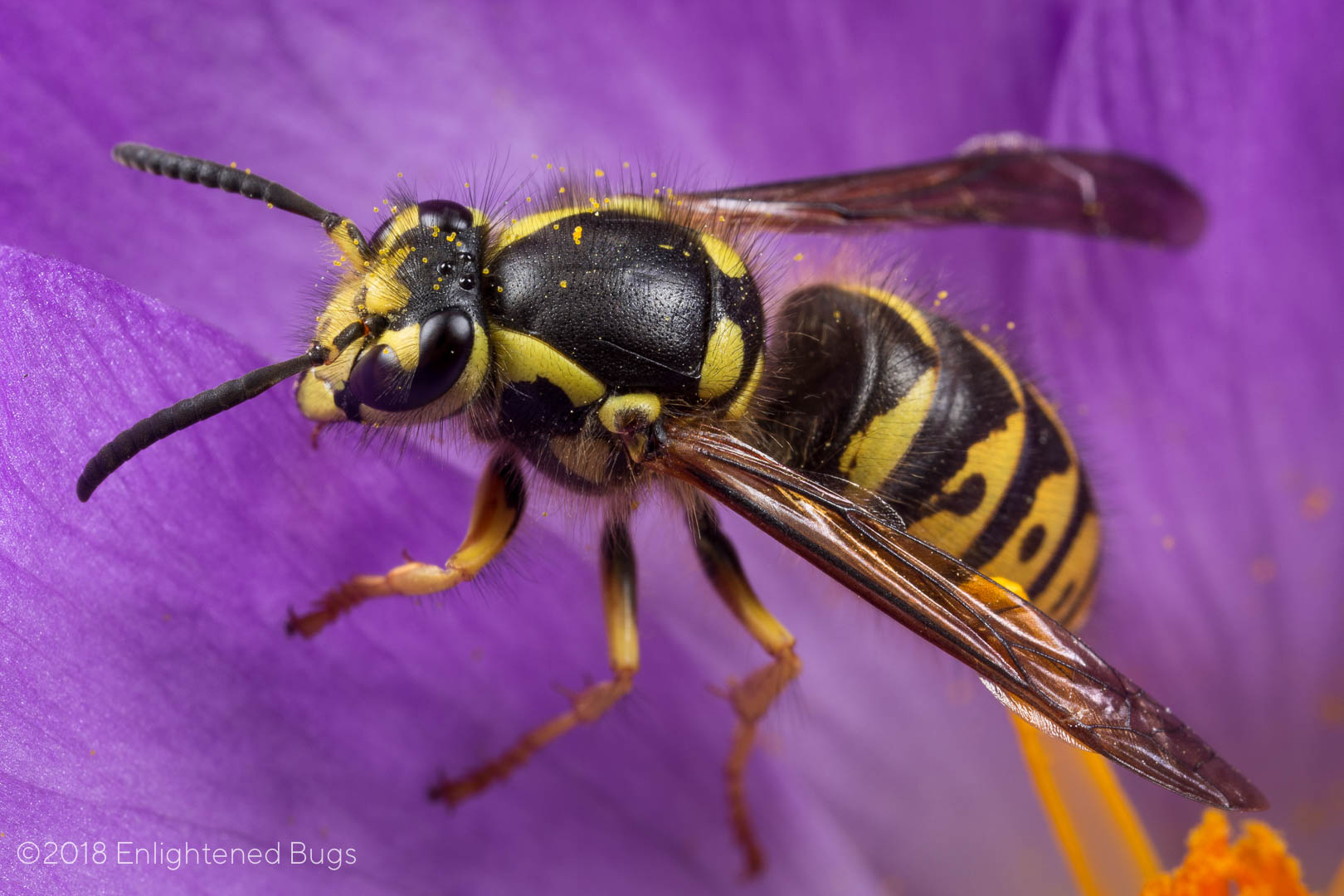 Yellowjackets • Enlightened Bugs