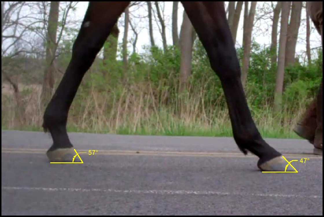 Hoof Angles Part 5 — Enlightened Equine