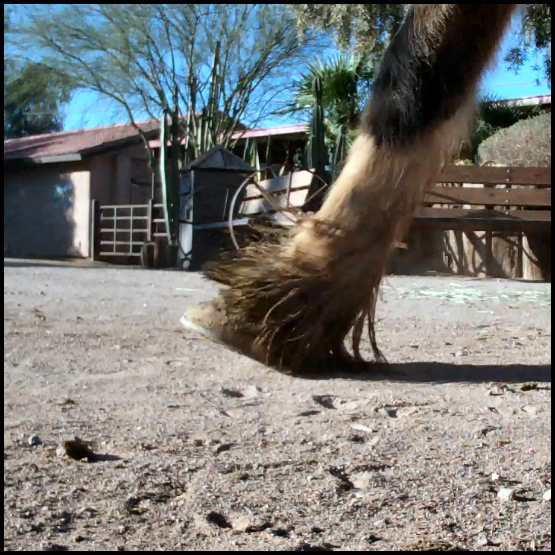 Hoof Angles Part 4 — Enlightened Equine