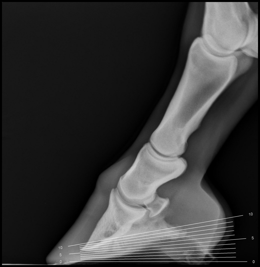 Hoof Angles Part 5 — Enlightened Equine