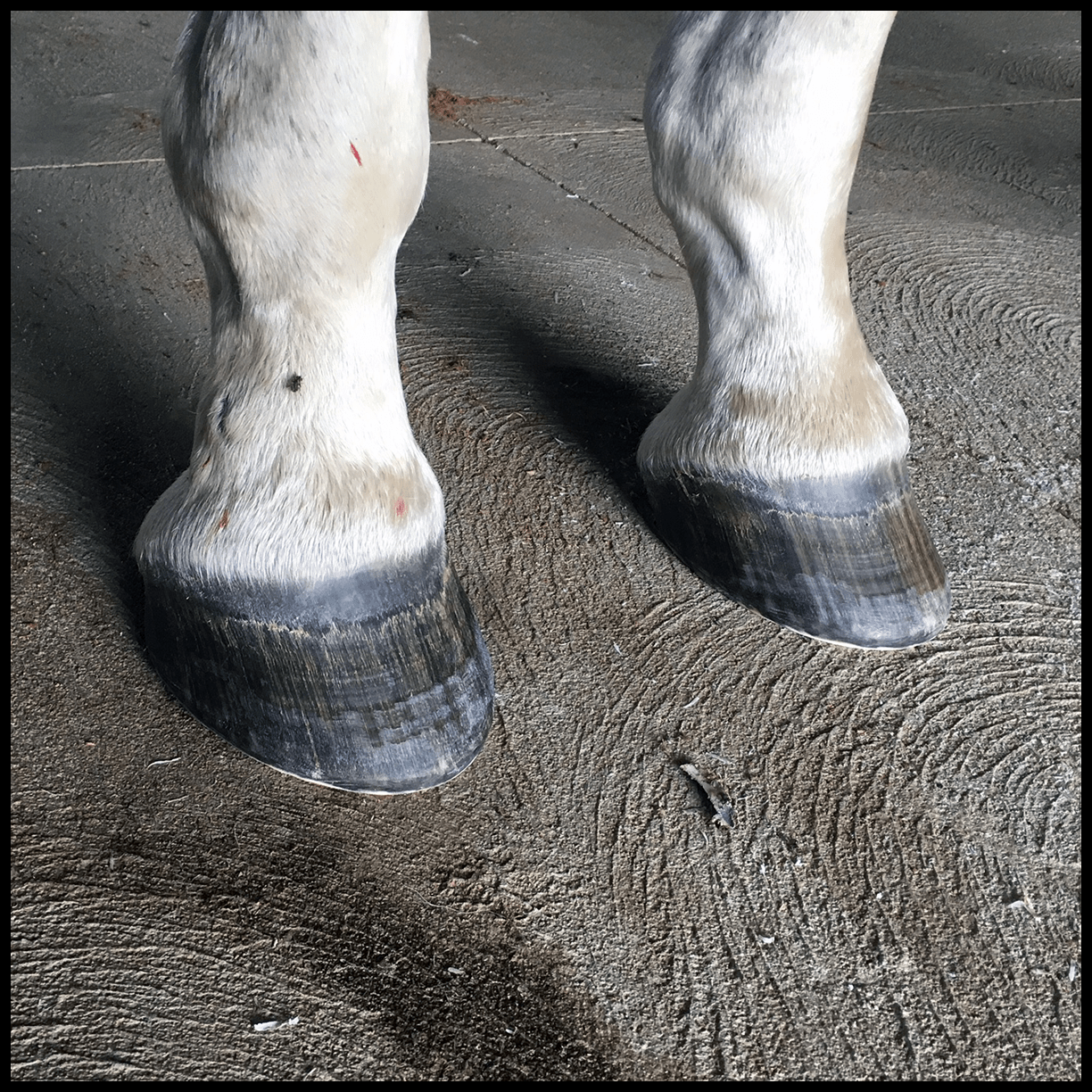 You’re Killing Your Horse! — Enlightened Equine