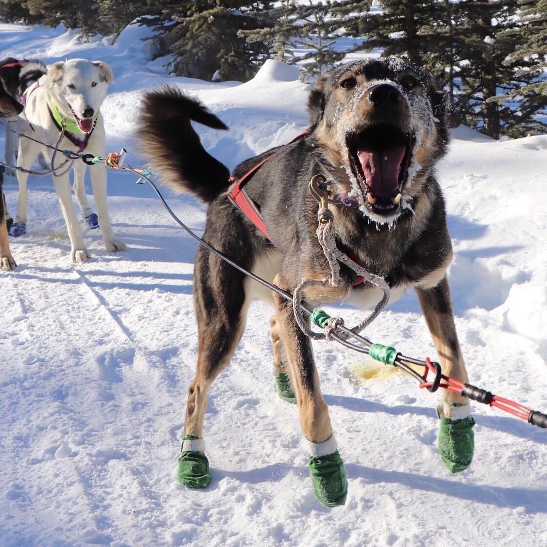 Enodah Kennel Dog Sledding Enodah Wilderness Travel Ltd.