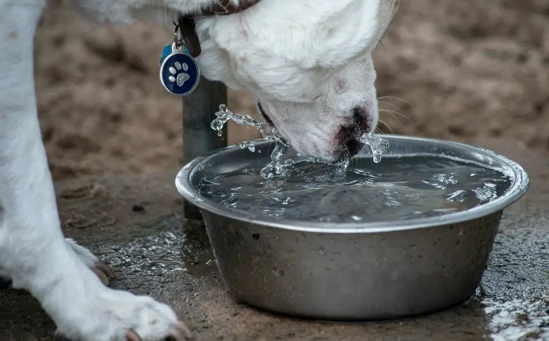 How to Keep Dogs Water from Freezing in Winter Season [2022]