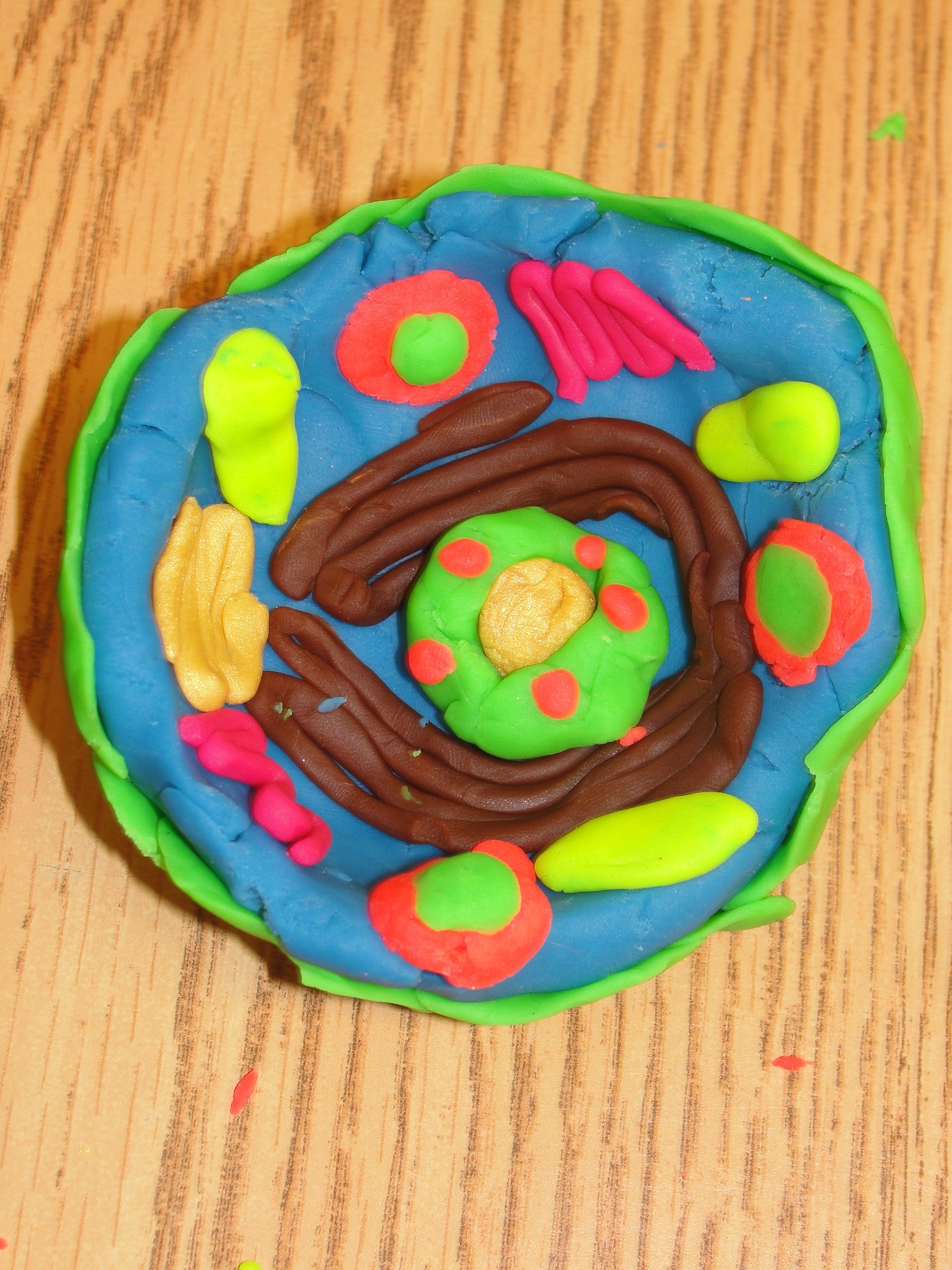 enrichedexperience / Playdoh Cells