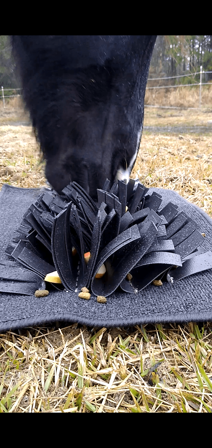 The Beginner's Guide to Horse Snuffle Mats Enriching Equines