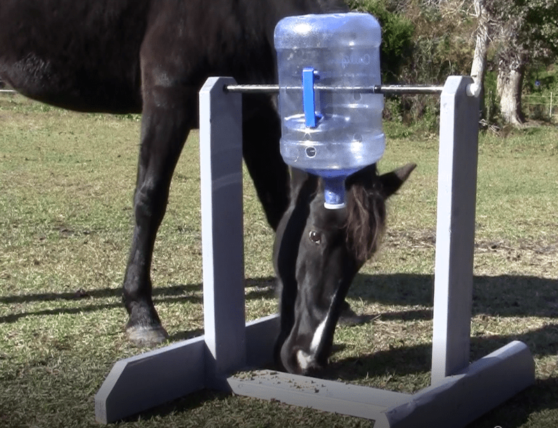 Horse Enrichment Safety Enriching Equines