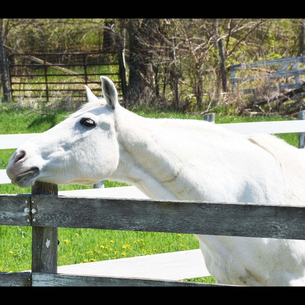 DIY Horse Scratching Board for Itchy Equines Enriching Equines