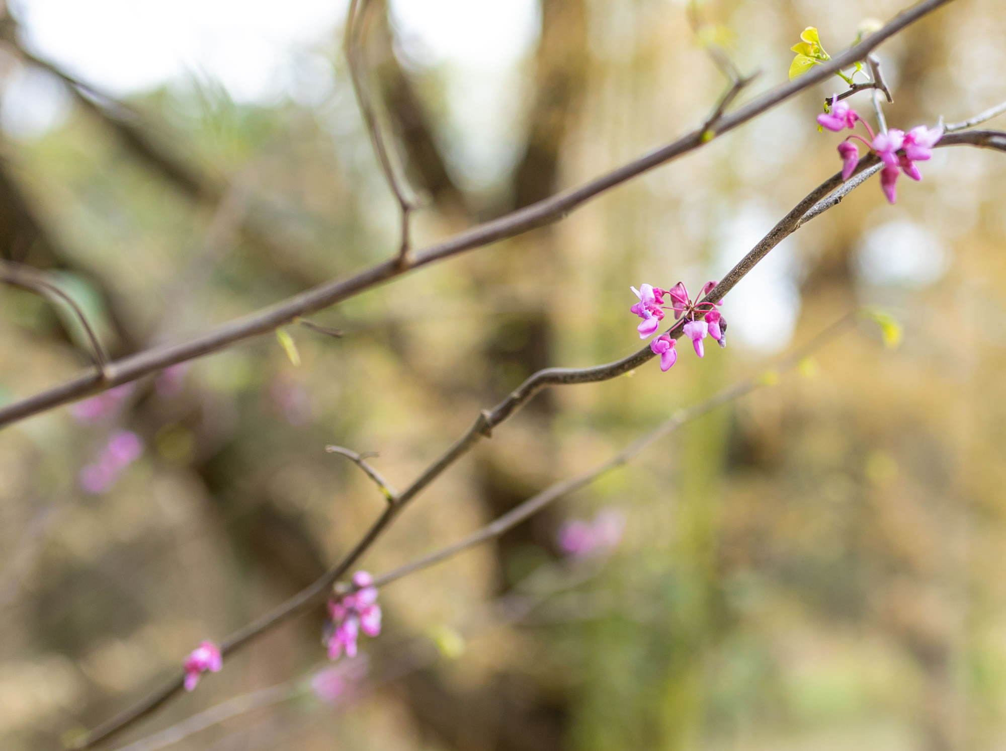 PreMarital Counseling Enrichment Therapy Waco, Salley Schmid, Therapist