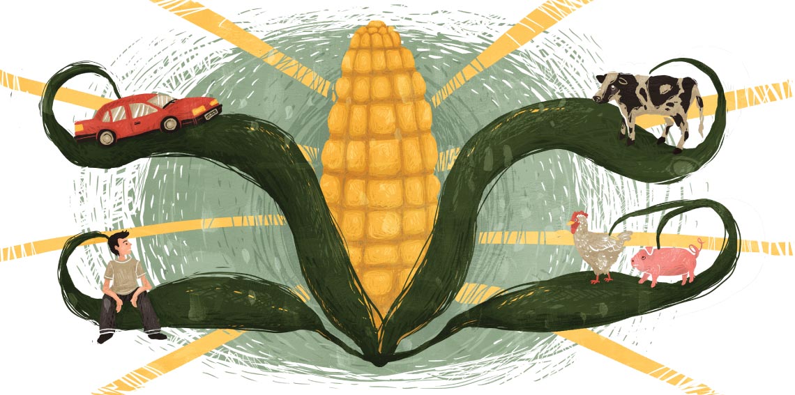 It’s Time to Rethink America’s Corn System Ensia