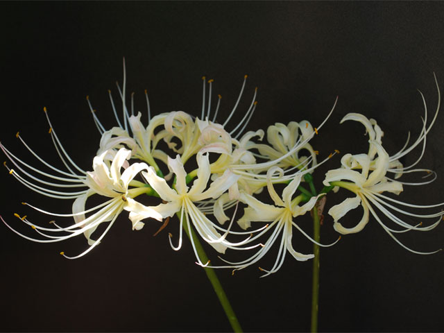 白い彼岸花は何が違う？種類の特徴や名前、色ごとの花言葉もご紹介！ | 暮らし〜の 彼岸花が白い？その理由や違う種類なのか、花言葉や珍しいの？ | エンタメLab