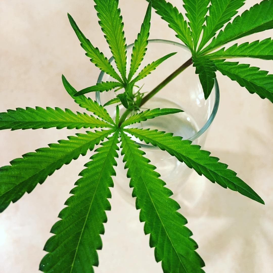 Oregon CBD Discover Entangled Biome's Full Spectrum Hemp Oil