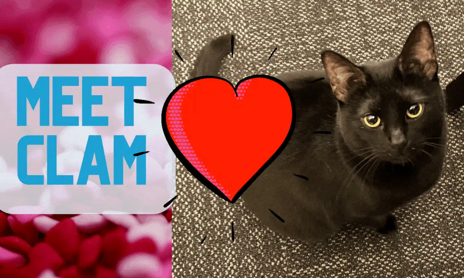 Meet Clam! Entangled Cat Cafe's Rescue of the Month