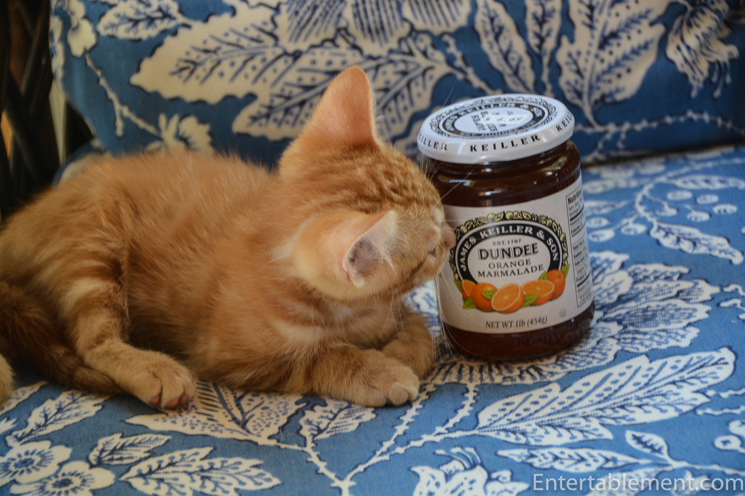 Please Meet Dundee Entertablement