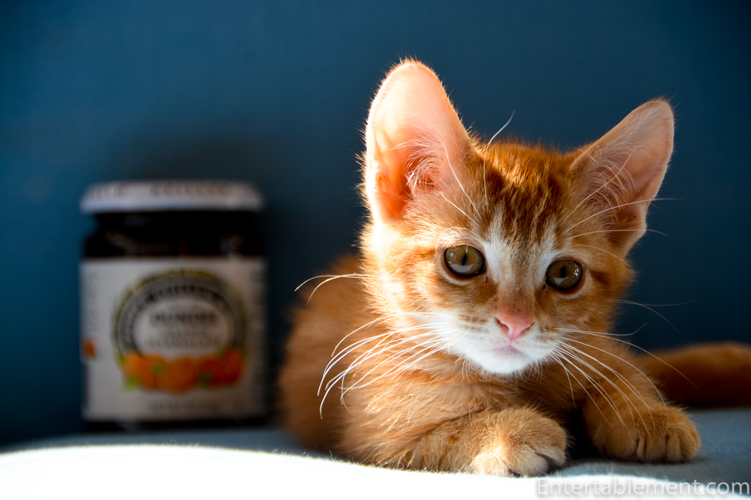 Please Meet Dundee Entertablement