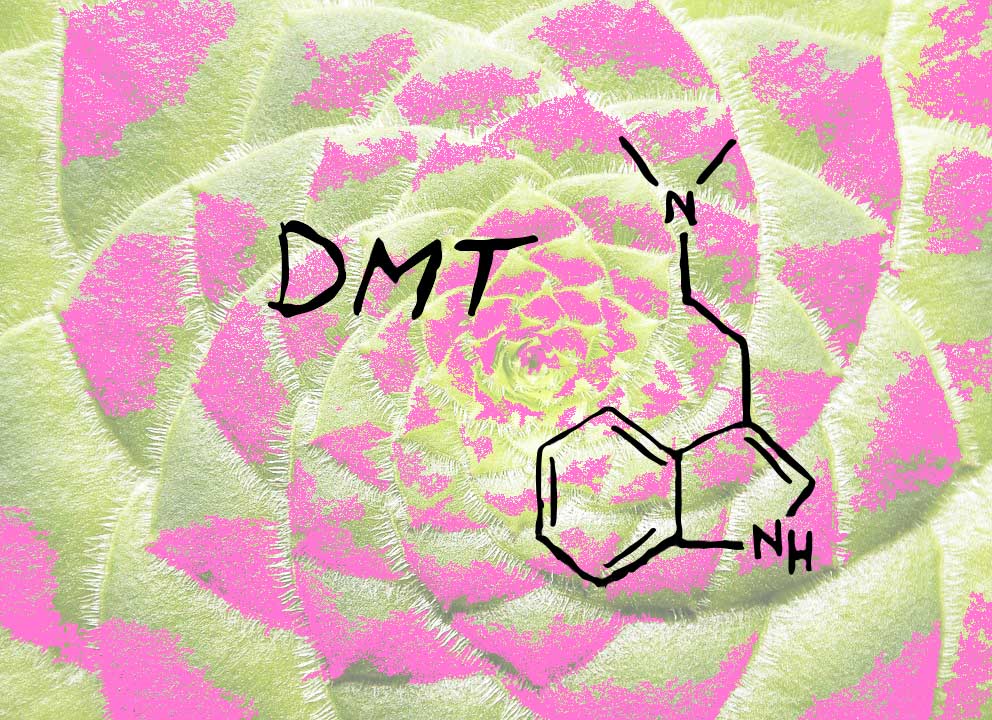 The Top 5 DMTContaining Plants EntheoNation