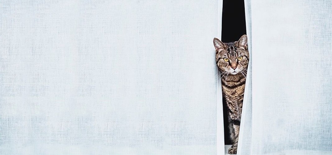 Entirely Pets Coupon Shop at Your Benefit and Please Your Pets