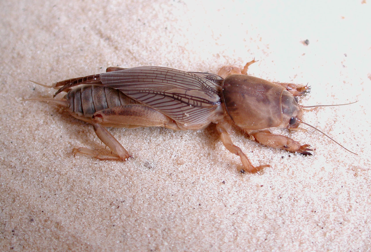 tawny mole cricket (Neoscapteriscus vicinus)