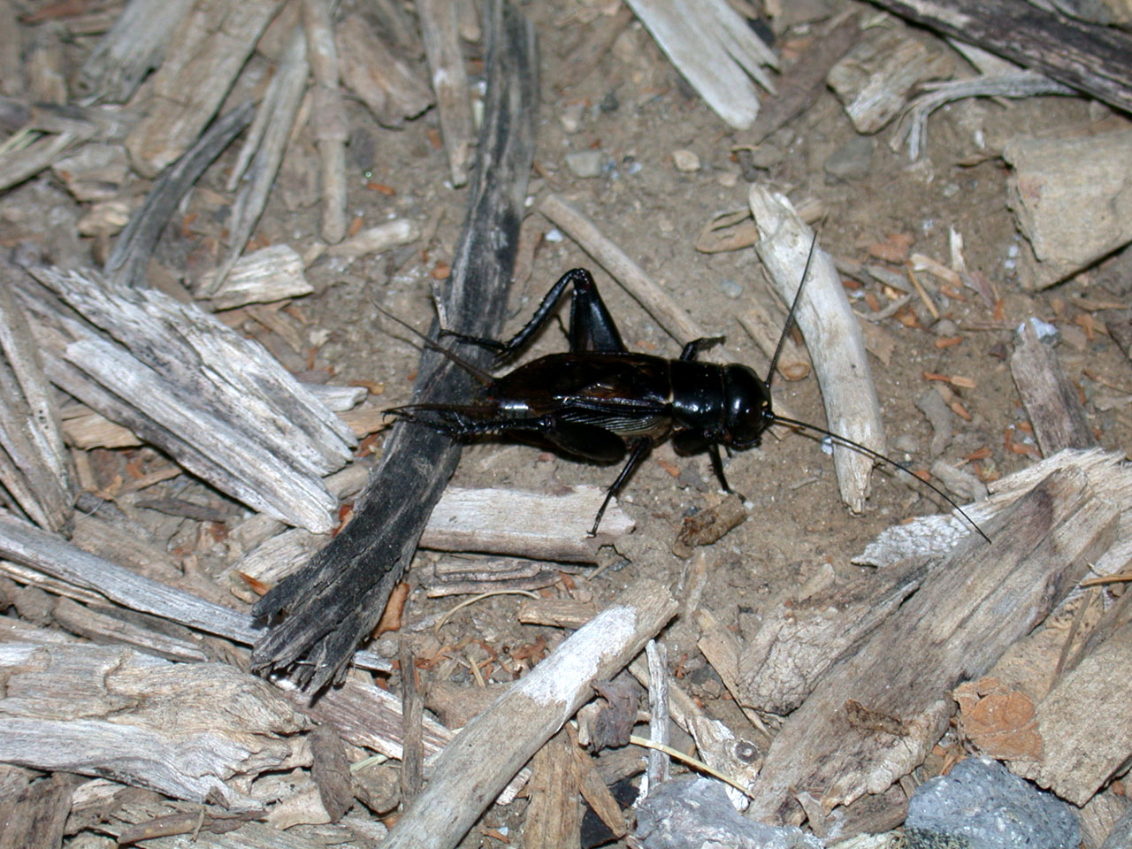 variable field cricket (Gryllus lineaticeps)