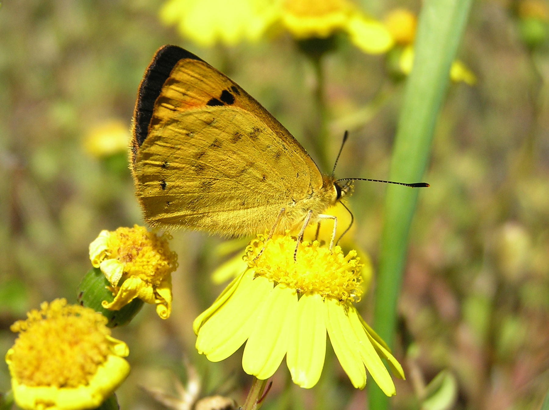 Encouraging insects in your garden Entomological Society of New Zealand
