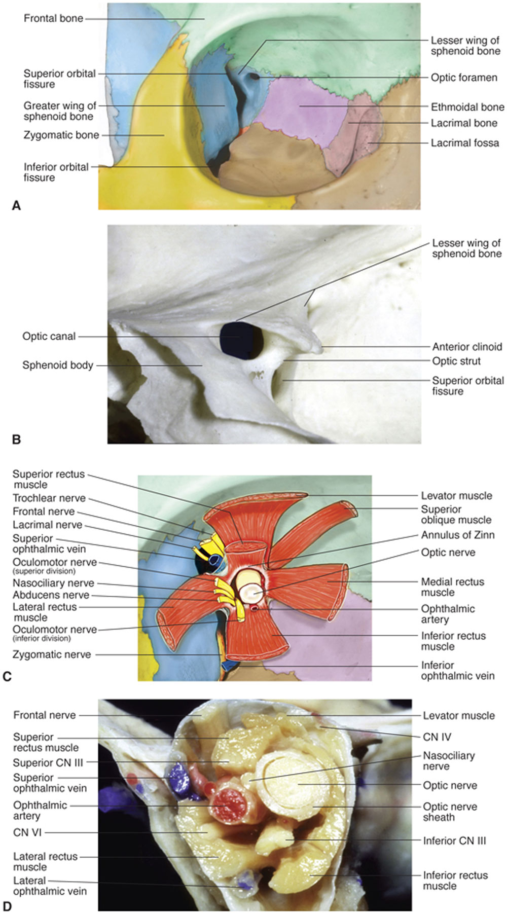 Chapter 1 NeuroOphthalmic Anatomy Ento Key
