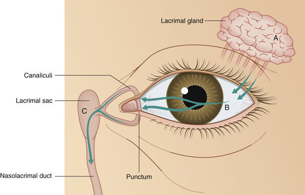 disorders-of-the-lacrimal-system-ento-key