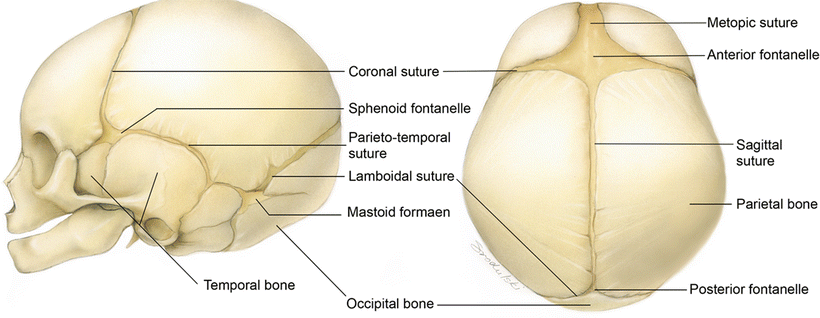 Embryology and Anatomy of the Developing Face | Ento Key