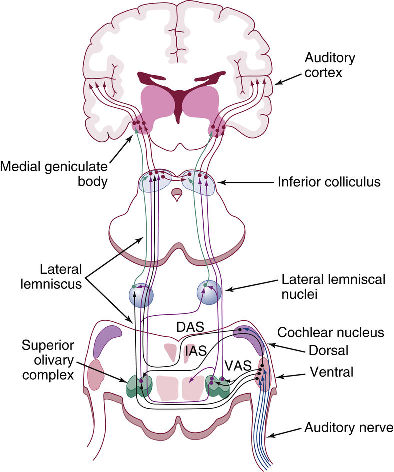 Otology and Neurotology Ento Key