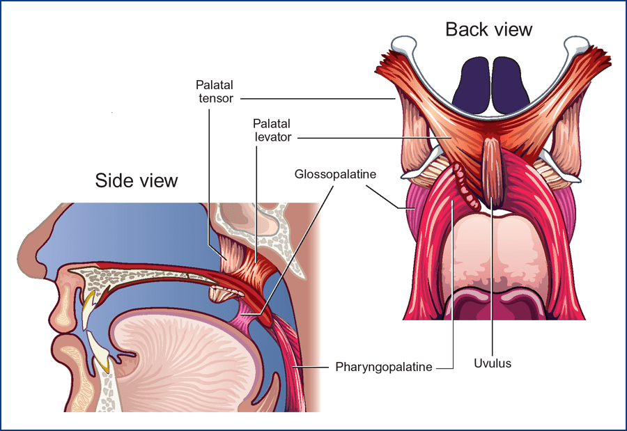 Uvulus Velopharyngeal-Nasal Function and Speech Production | Ento Key