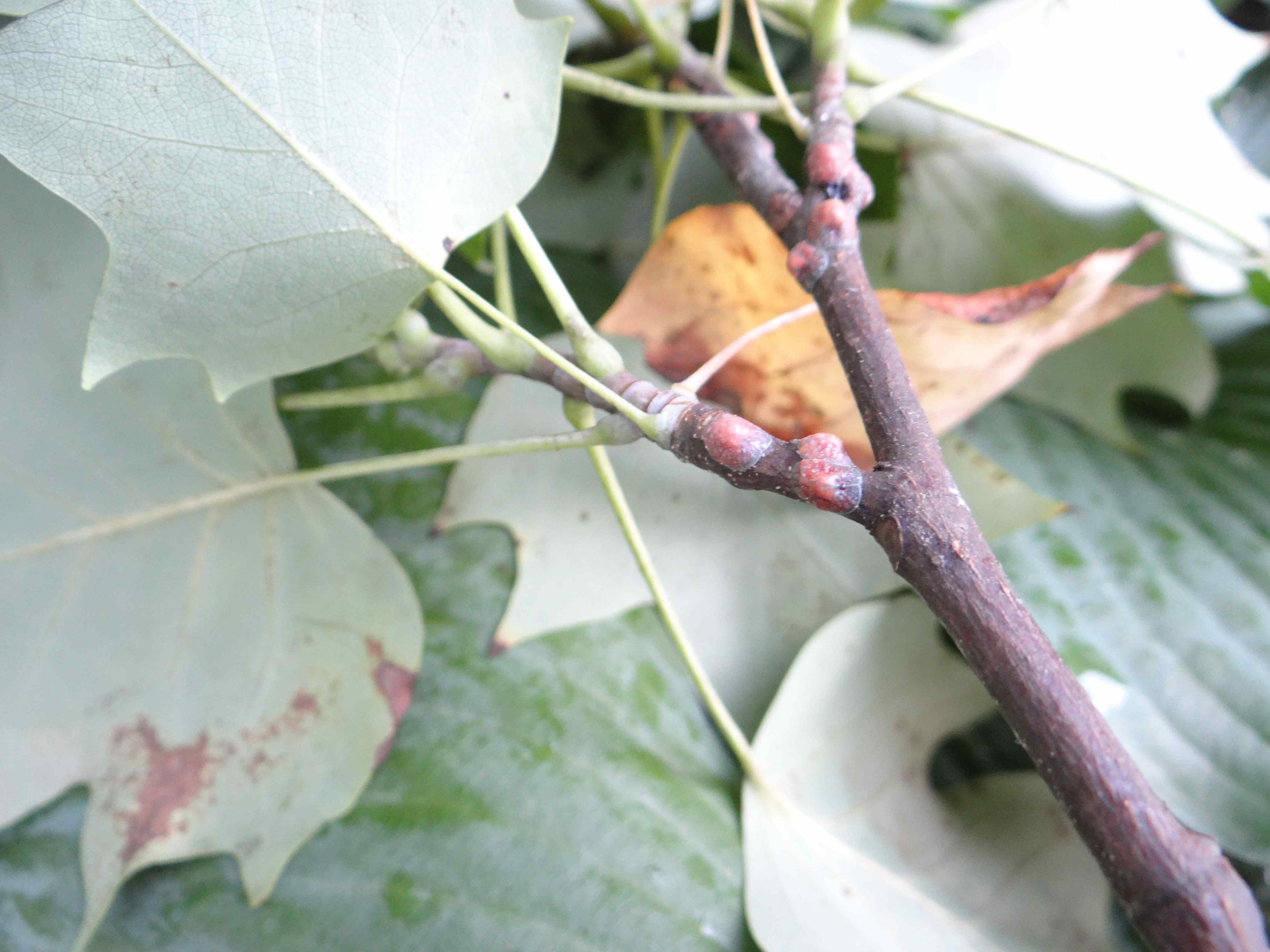 Tulip Tree Scales Dropping Honeydew NC State Extension