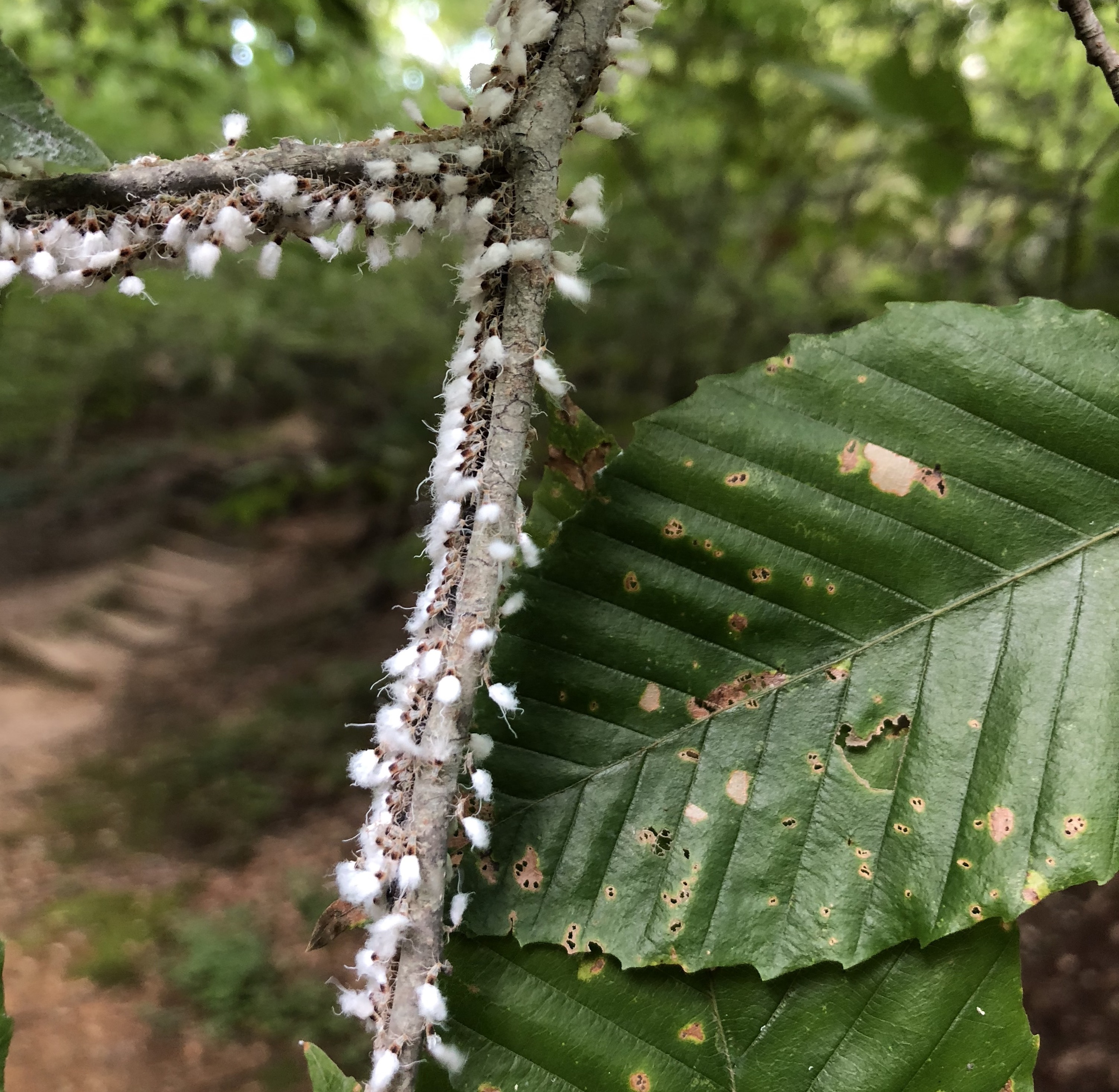 Beech Blight Aphids NC State Extension