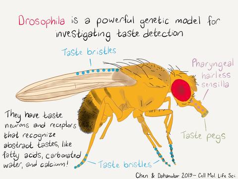 Fruit fly offers lessons in good taste | Department of Entomology