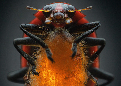 Zombie Ladybugs Protect Their Own Predators