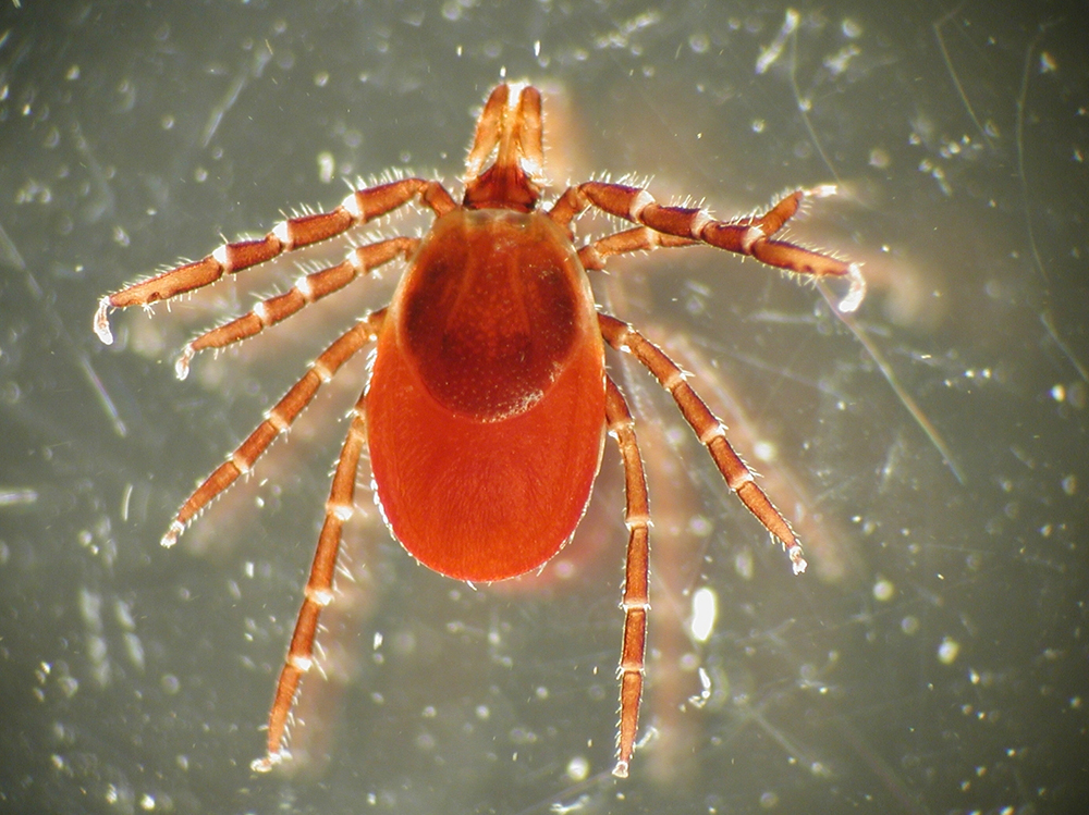 The Current State of Integrated Tick Management