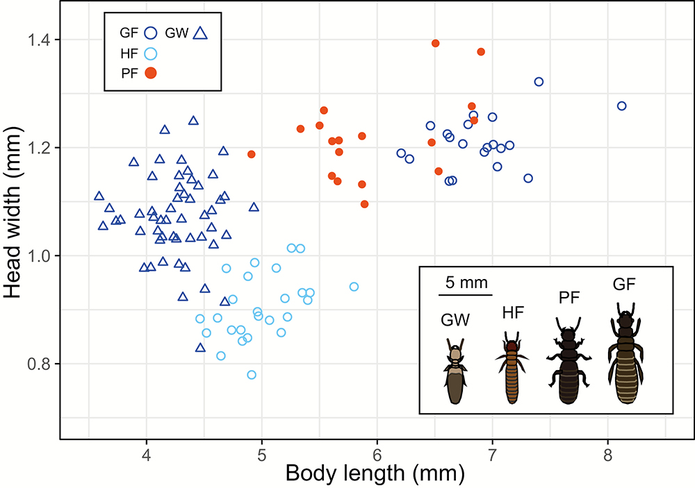 termite size chart Entomology Today termite size chart Entomology Today