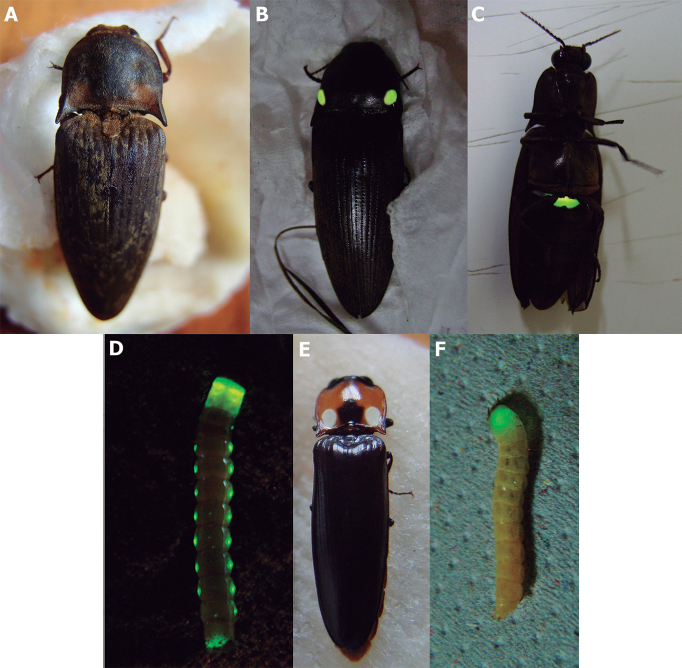 bioluminescent click beetles Entomology Today
