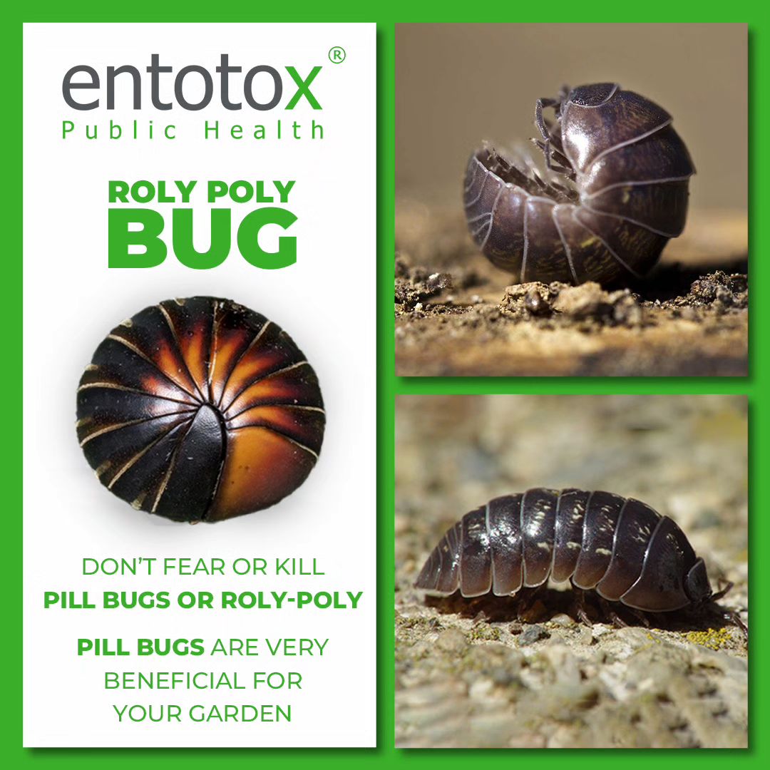 Roly Poly Bug - Entotox Public Health