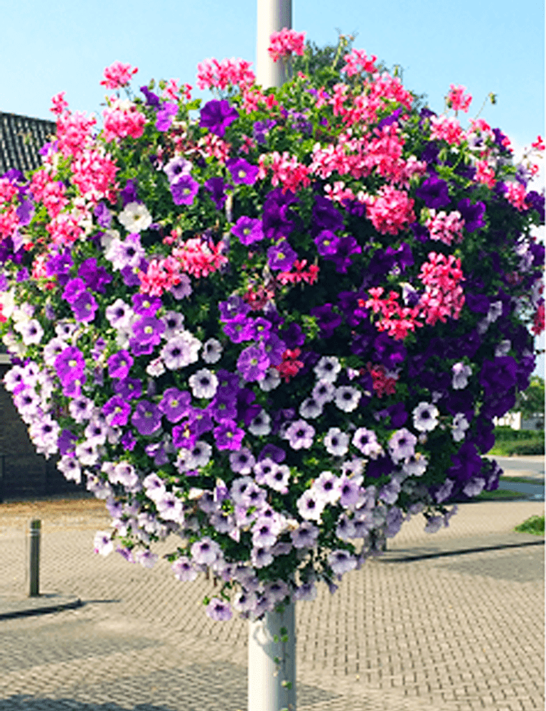 Haging Baskets, Lantaarn -En Brugbeplanting – Entree Vert