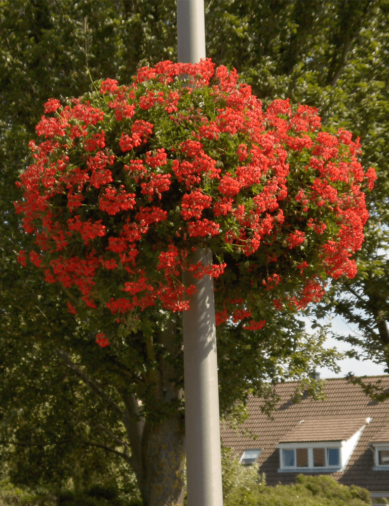 Haging Baskets, Lantaarn -En Brugbeplanting – Entree Vert