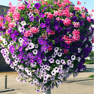 Haging Baskets, Lantaarn -En Brugbeplanting – Entree Vert