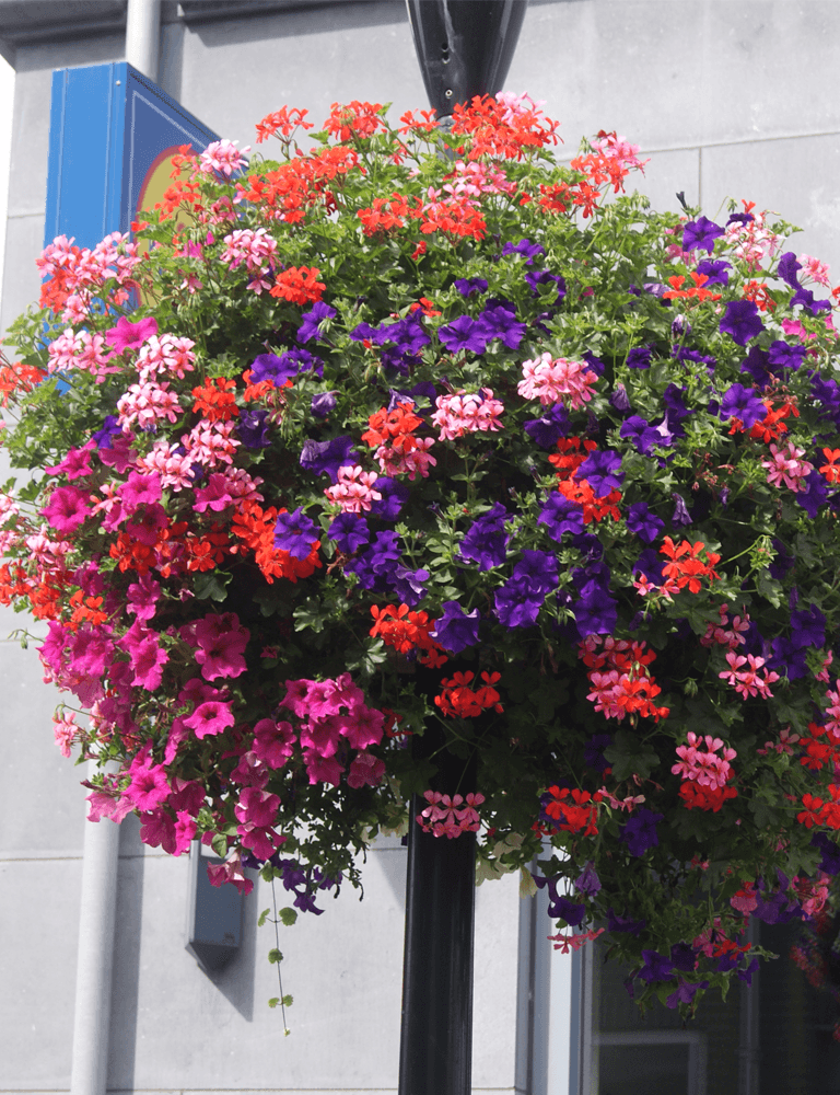 Haging Baskets, Lantaarn -En Brugbeplanting – Entree Vert