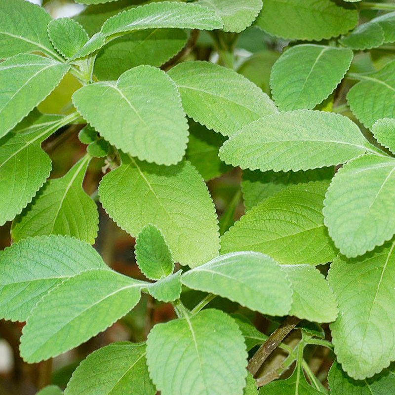 Boldo 1 planta