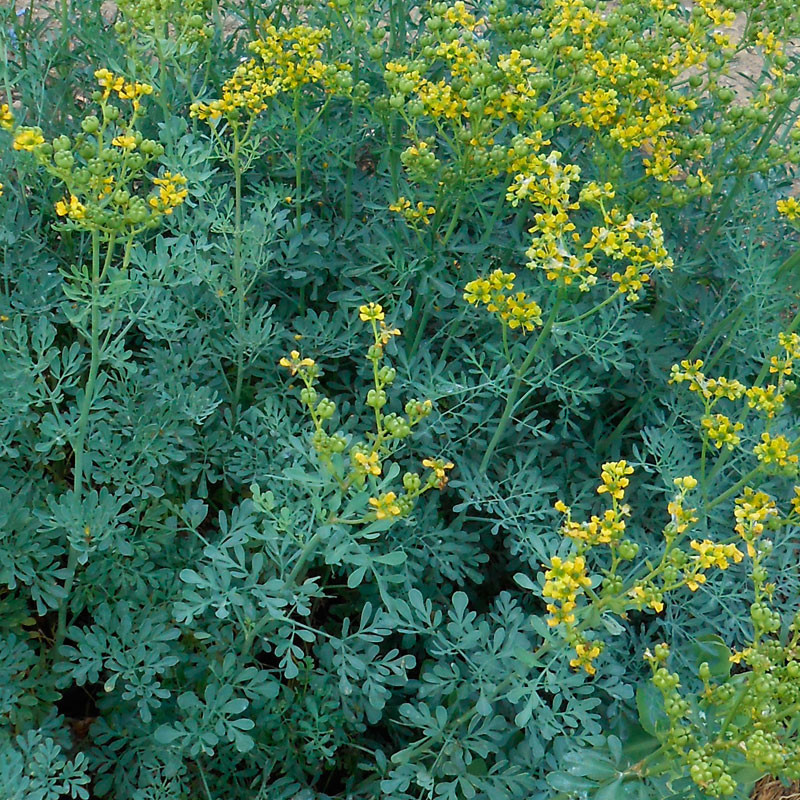 Plantas de Ruda, Ruta graveolens o Ruda hortense