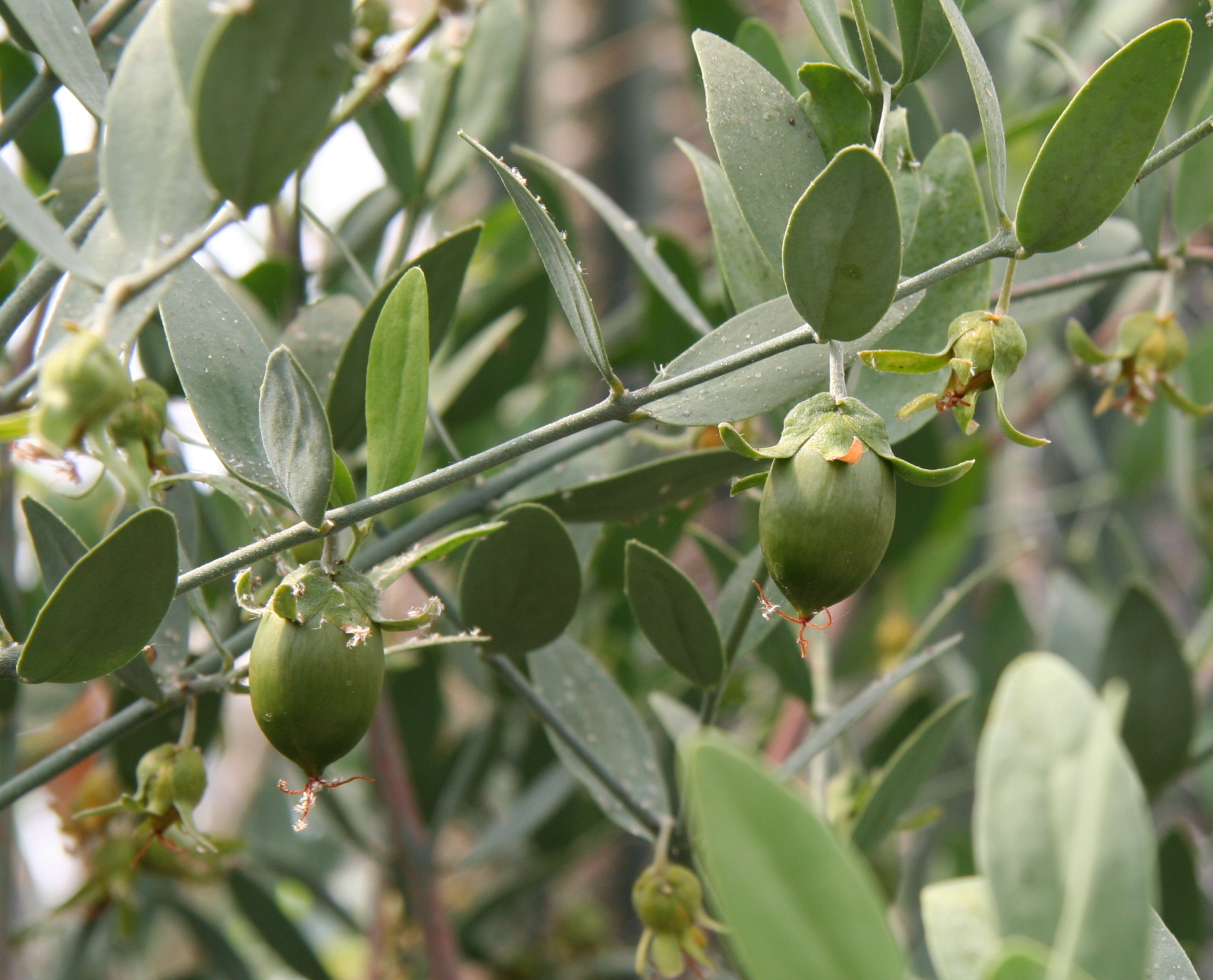 Blog Entre Semillas Cómo es la planta de la Jojoba