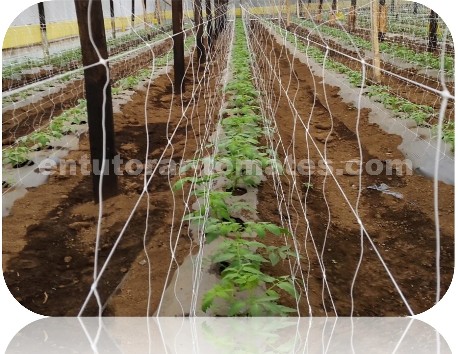Adapta el entutorado a tu cultivo de tomates con mallas espalderas
