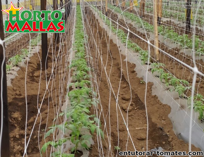 Como entutorar tomates practicando el cultivo de tomate