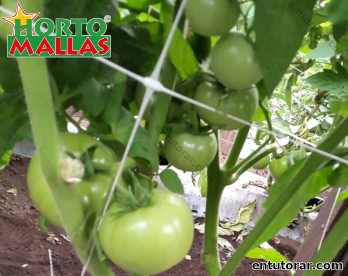 Como entutorar guisantes y llevarlos del huerto a la mesa