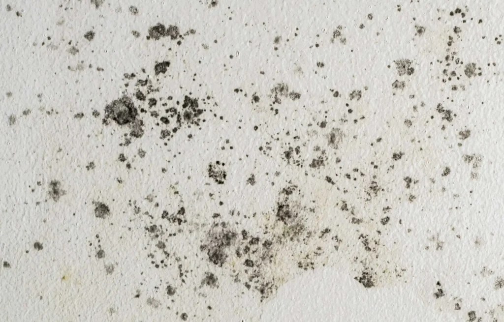 Mildew vs Mold How to Identify and Treat Both EnvioCore
