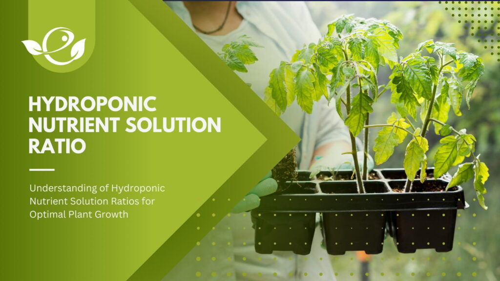 Complete guide about Hydroponic Nutrient Solution Ratios
