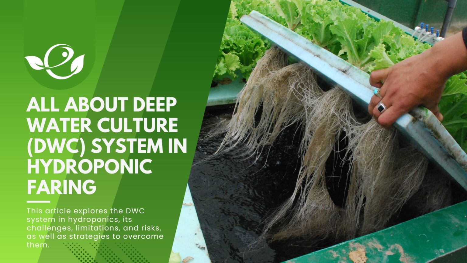 Deep Water Culture (DWC) in hydroponics A Beginner's Guide