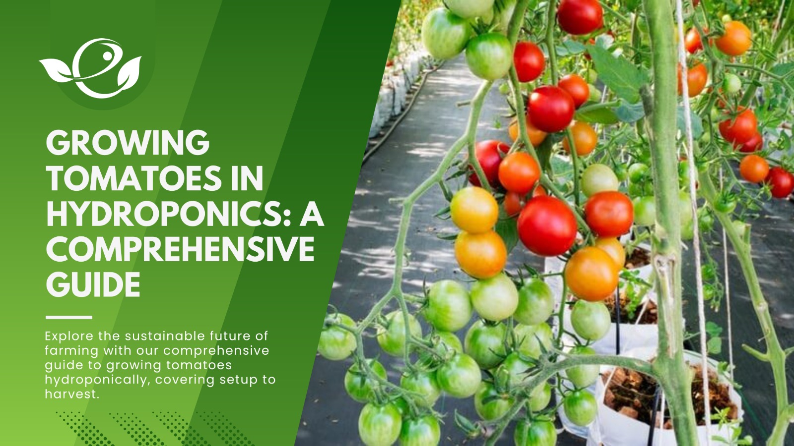 Growing Tomatoes in Hydroponics A Comprehensive Guide Envirevo Agritech